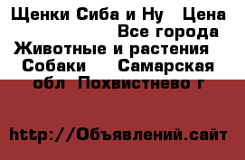 Щенки Сиба и Ну › Цена ­ 35000-85000 - Все города Животные и растения » Собаки   . Самарская обл.,Похвистнево г.